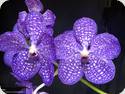 Vanda coerulea x Pakchong Newland